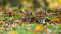 African golden cat and kitten portrait with space for text, object on right side