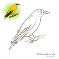African Golden Oriole bird coloring book