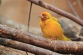 African golden weaver