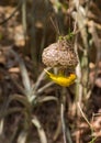 African Golden Weaver building nest