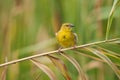 African Golden Weaver