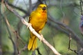 African Golden Weaver on tree branch, Namibia