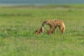 African golden wolf mother with pups at a den site in Ngorongoro crater, Tanzania