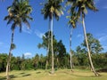 African golf course with palm trees lining the fairway Royalty Free Stock Photo