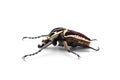 The African Goliath Beetles isolated on white background Royalty Free Stock Photo