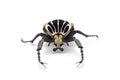 The African Goliath Beetles isolated on white background Royalty Free Stock Photo