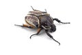 The African Goliath Beetles isolated on white background Royalty Free Stock Photo