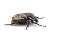 The African Goliath Beetles isolated on white background Royalty Free Stock Photo
