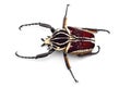 The African Goliath Beetles isolated on white background Royalty Free Stock Photo