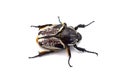 The African Goliath Beetles isolated on white background Royalty Free Stock Photo