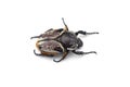 The African Goliath Beetles isolated on white background Royalty Free Stock Photo