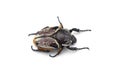 The African Goliath Beetles isolated on white background