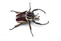 The African Goliath Beetles isolated on white background Royalty Free Stock Photo