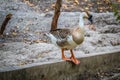African Goose Royalty Free Stock Photo
