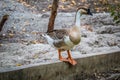 African Goose Royalty Free Stock Photo