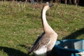 The African Goose in a farm in Ireland Royalty Free Stock Photo