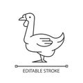 African goose linear icon Royalty Free Stock Photo