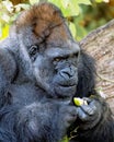 African gorilla holding a yellow piece of fruit