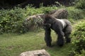 African Gorilla male silverback great ape of Africa sitting in green jungle bushes