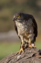 African Goshawk