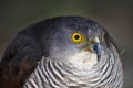 African Goshawk Bird Royalty Free Stock Photo