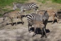 Grant`s zebra Equus quagga boehmi Royalty Free Stock Photo