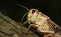 African grasshopper Royalty Free Stock Photo