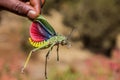 African grasshopper (Phymateus) in Simien mountains Royalty Free Stock Photo