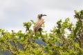 African Gray Hornbill bird with long curved bill on top of Acacia thorn tree at Serengeti in Tanzania, East Africa