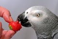 African gray parrot