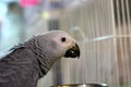 African gray parrot eating his meal..