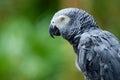 African Gray Parrot