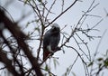 African gray parrot