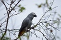 African gray parrot