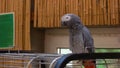 African gray parrot sitting on a big metal cage. Royalty Free Stock Photo