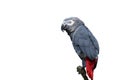 African gray parrot tropical bird