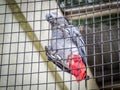African Gray parrot tropical bird Royalty Free Stock Photo