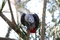 African gray parrot tropical bird looking curious Royalty Free Stock Photo