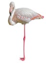 African Greater Flamingos