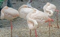 African Greater Flamingos