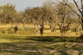 African Greater Kudu Bull Herd