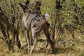 African Greater Kudu Cow