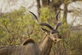 African Greater Kudu Tragelaphus Strepsiceros Royalty Free Stock Photo