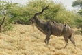 African Greater Kudu Tragelaphus Strepsiceros Royalty Free Stock Photo