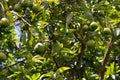 African green Avocado growing on tree at Mto wa Mbu village, Arusha Region, Africa Royalty Free Stock Photo