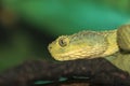 African green bush viper Atheris squamigera potrtrait Royalty Free Stock Photo