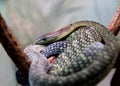 African green mamba Royalty Free Stock Photo