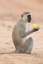 African Green Monkey eating apple 2