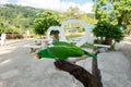 Large green parrot in contact zoo