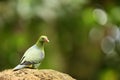 The African green pigeon Treron calvus sitting on the stone Royalty Free Stock Photo